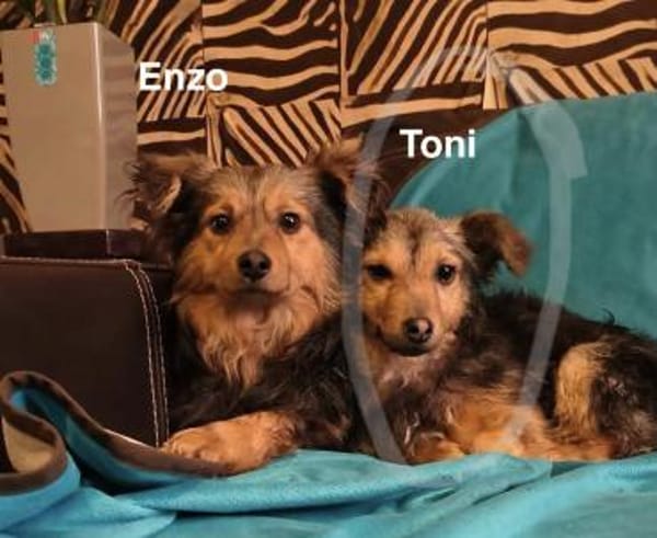 Tino, 4 kg sucht ein Zuhause