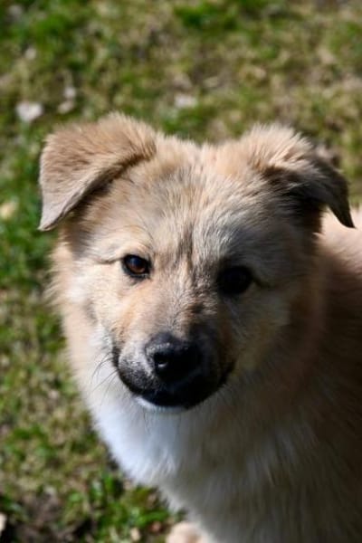 Armando- sooo niedlich ❤