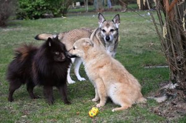 Armando- sooo niedlich ❤