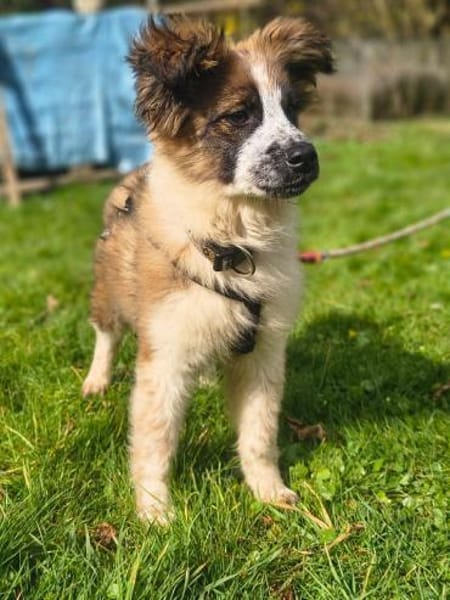 Jerry - flauschiger Welpe 🍀