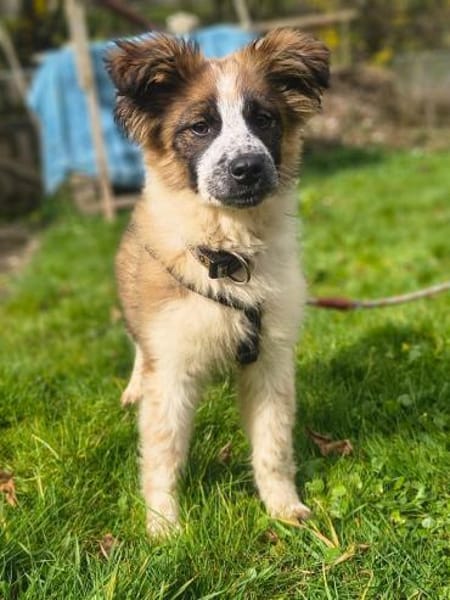 Jerry - flauschiger Welpe 🍀