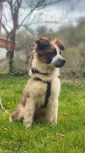 Jerry - flauschiger Welpe 🍀