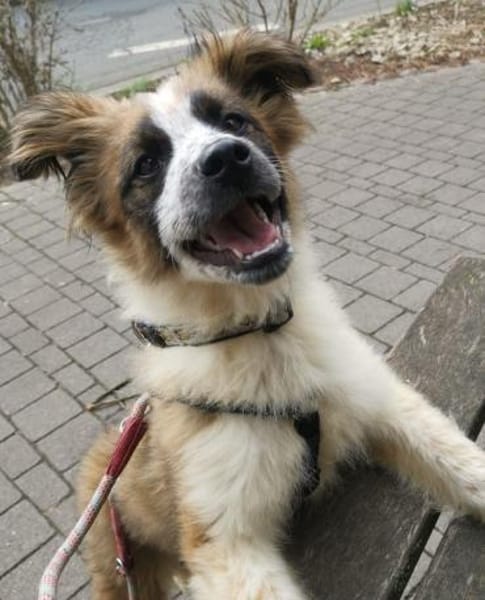 Jerry - flauschiger Welpe 🍀