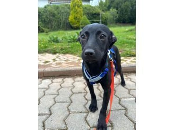 Karita - wartet in 66346 Püttlingen