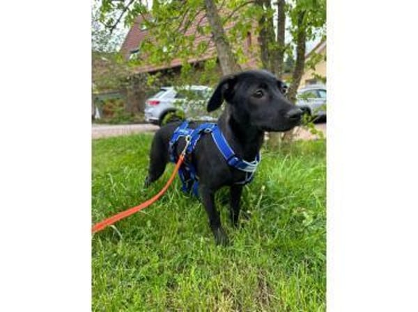 Karita - wartet in 66346 Püttlingen