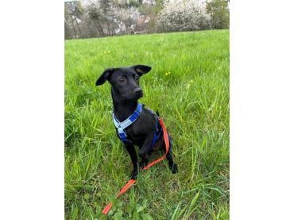 Karita - wartet in 66346 Püttlingen