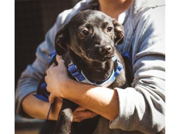 Karita - wartet in 66346 Püttlingen