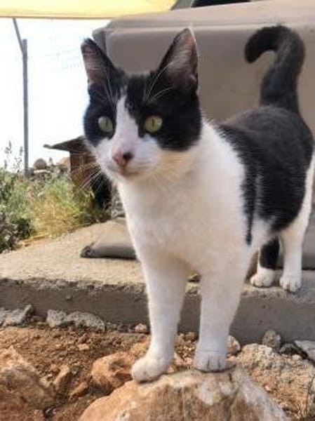 Tabby sucht eine liebevolle Familie