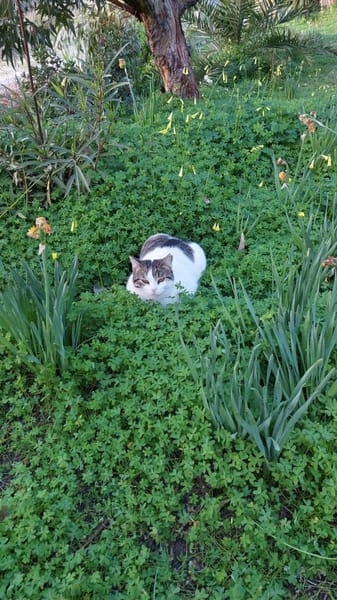 Gemütliche Frida sucht ihr Traumzuhause