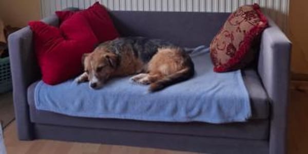 💕Mina💕sucht eine liebe Familie💕