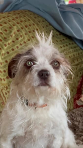 Schüchterne kleine Lola