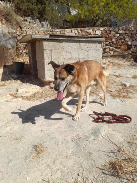 Baldo sucht das Glück