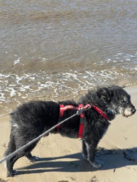 Senior Murry sucht ein Für-Immer-Zuhause