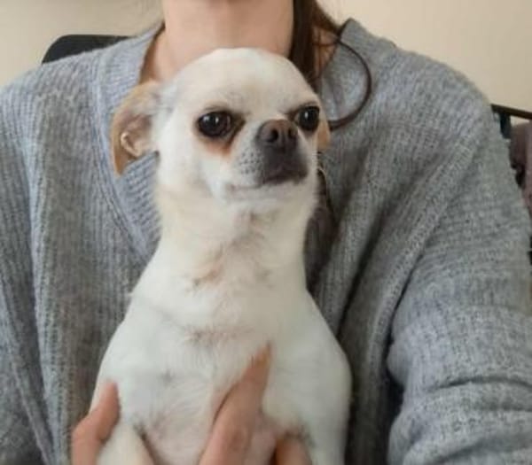 Loki, Minihund sucht neues Zuhause