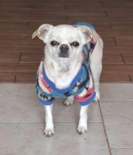 Loki, Minihund sucht neues Zuhause