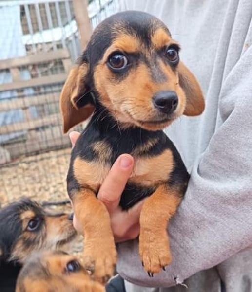 3 kl. Welpen aus Tötung gerettet