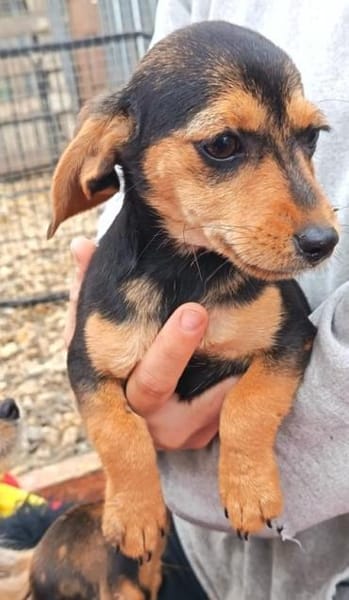 3 kl. Welpen aus Tötung gerettet