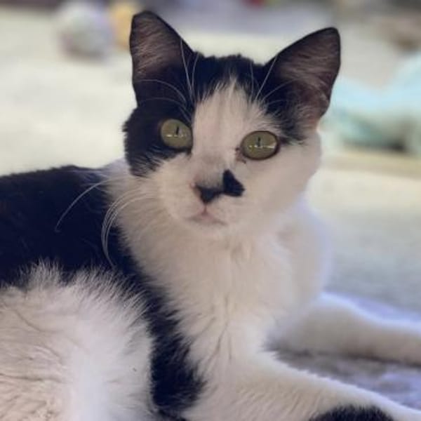 Ruhige Viona sucht Zuhause