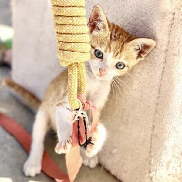 Maverick - gerettet aus einem Motor