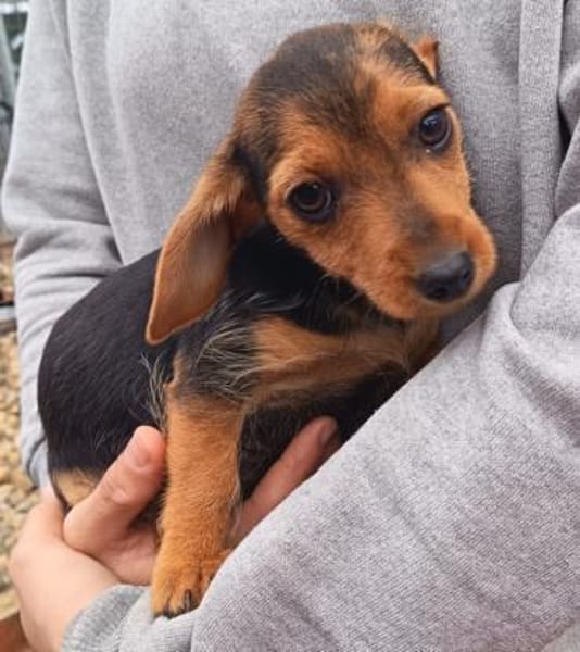 3 kl. Welpen aus Tötung gerettet