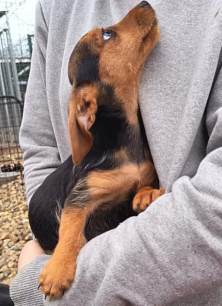 3 kl. Welpen aus Tötung gerettet