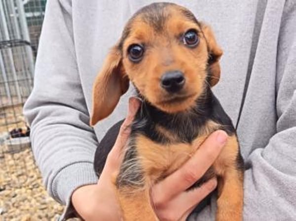 3 kl. Welpen aus Tötung gerettet