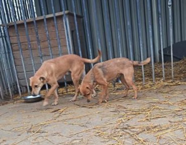 Joma sucht warmes Körbchen