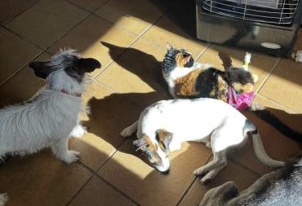 Harry möchte Einzelprinz sein