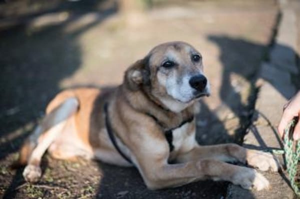 Opi Rex, ruhiger Hund sucht Zuhause