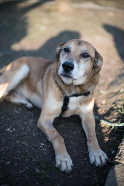 Opi Rex, ruhiger Hund sucht Zuhause