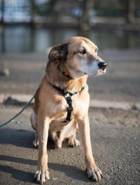 Opi Rex, ruhiger Hund sucht Zuhause