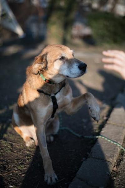 Opi Rex, ruhiger Hund sucht Zuhause