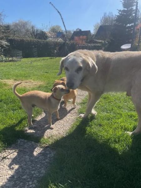 Kleiner Toby sucht ein Zuhause