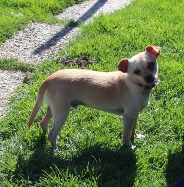 Kleiner Toby sucht ein Zuhause