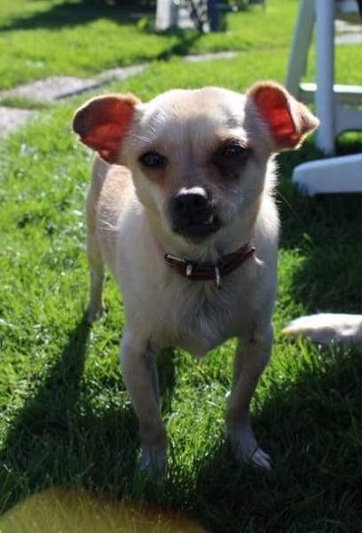 Kleiner Toby sucht ein Zuhause