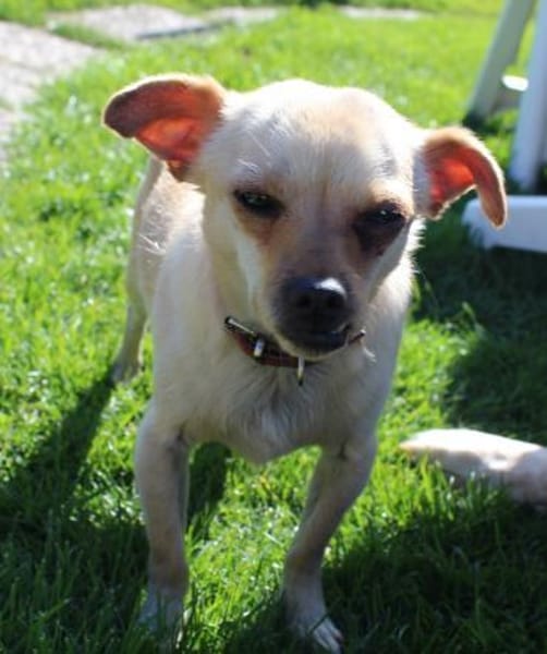 Kleiner Toby sucht ein Zuhause