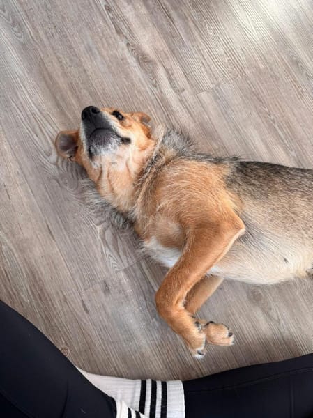 Jenta wartet auf PS in Hannover.