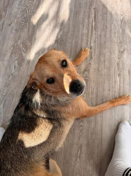 Jenta wartet auf PS in Hannover.