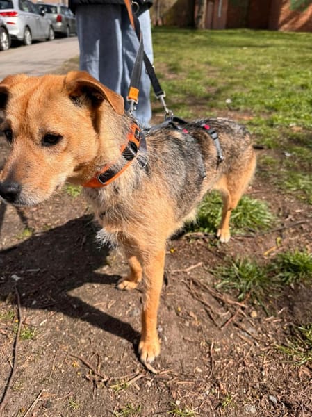 Jenta wartet auf PS in Hannover.