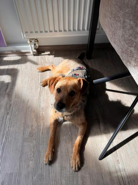 Jenta wartet auf PS in Hannover.