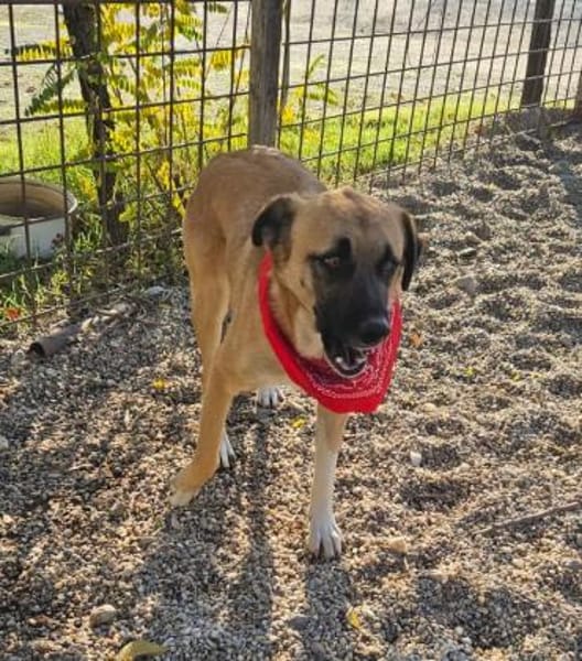 Omleta, Junghund sucht neues Zuhause