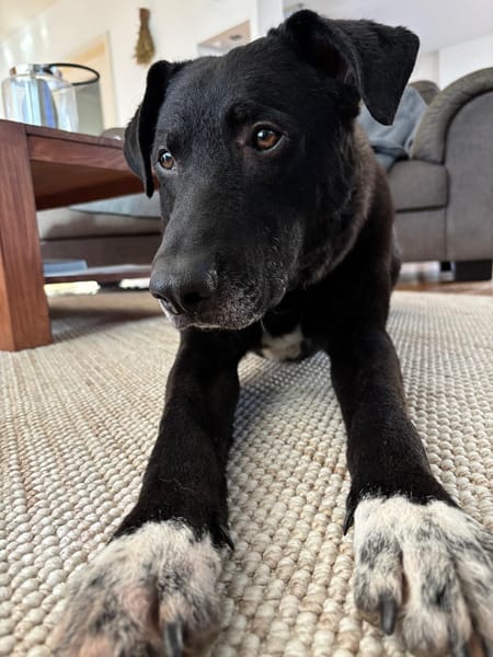 Jancko  der leise Beobachter