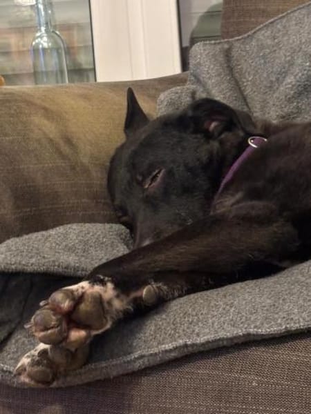 Jancko  der leise Beobachter