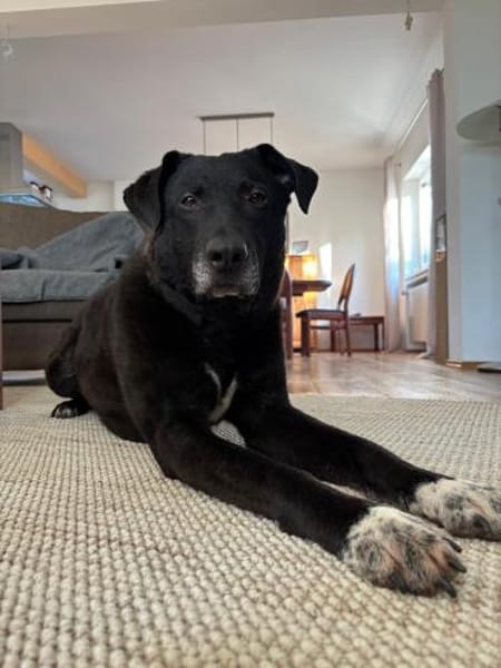 Jancko  der leise Beobachter