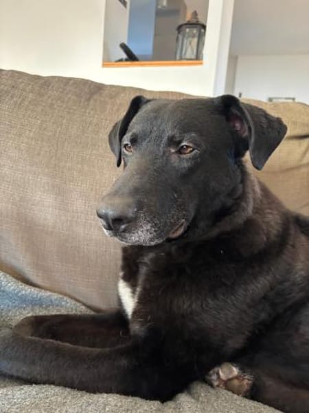 Jancko  der leise Beobachter