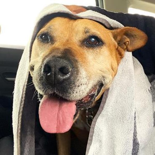 Sanfter Azor möchte ganz viel kuscheln!