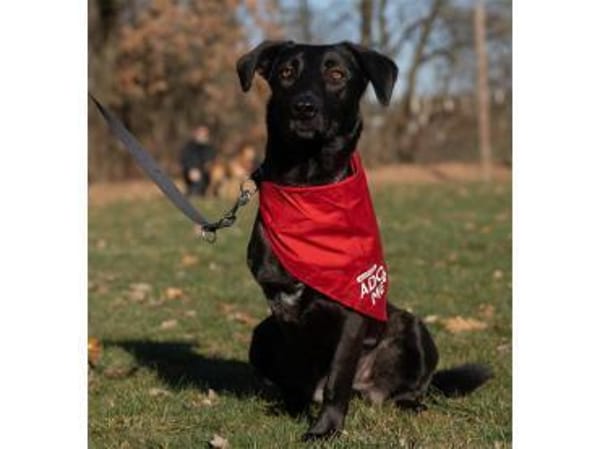 Linne - wartet in 91489 Wilhelmsdorf