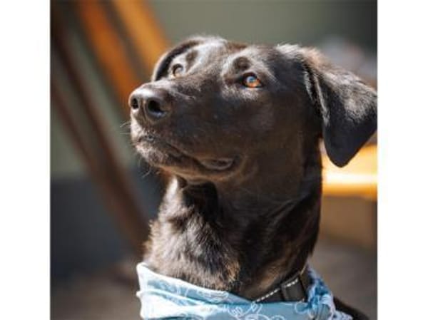 Linne - wartet in 91489 Wilhelmsdorf