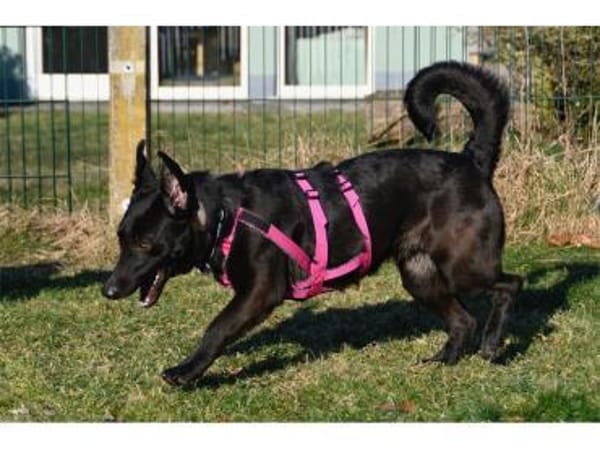 Linne - wartet in 91489 Wilhelmsdorf