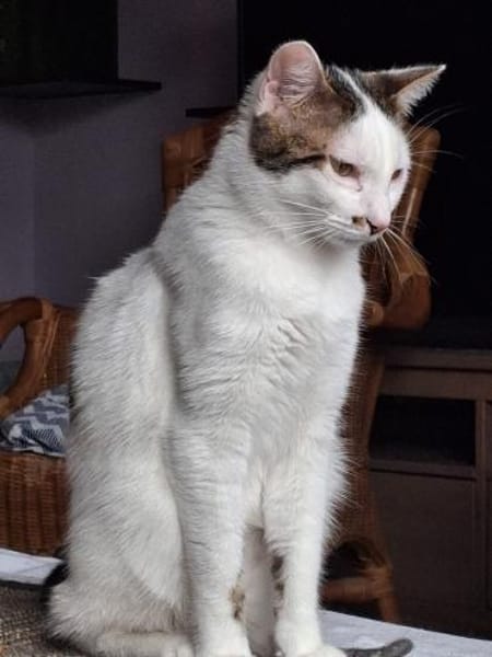 Novo  verschmuster junger Kater sucht Z